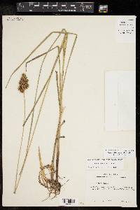 Carex oklahomensis image