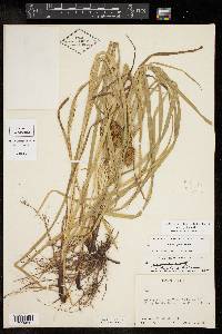 Carex typhina image