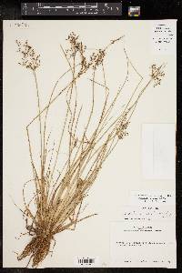 Fimbristylis littoralis image