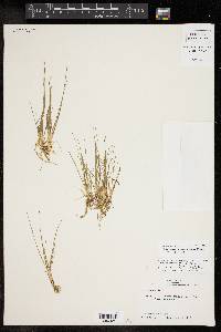 Eleocharis flavescens image