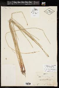 Eleocharis macrostachya image