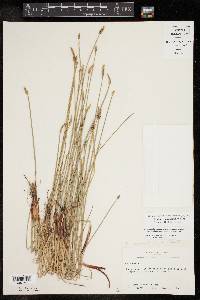 Eleocharis macrostachya image