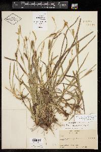 Carex microdonta image