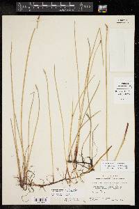 Eleocharis macrostachya image