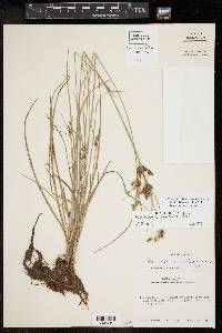 Fimbristylis tomentosa image