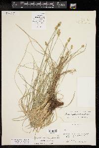 Carex leavenworthii image