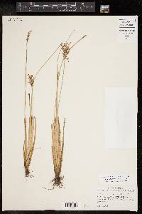 Fimbristylis littoralis image