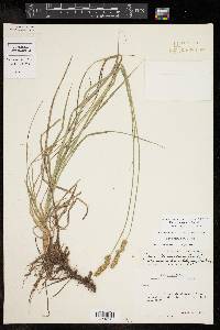 Carex triangularis image
