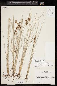 Fimbristylis puberula image