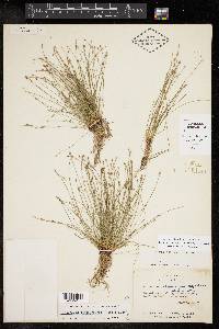 Eleocharis atropurpurea image