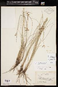 Fimbristylis puberula image