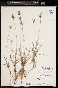 Fimbristylis dichotoma image