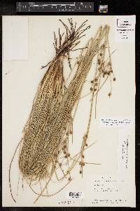 Fimbristylis castanea image