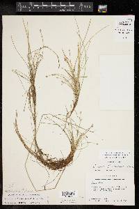 Eleocharis flavescens image