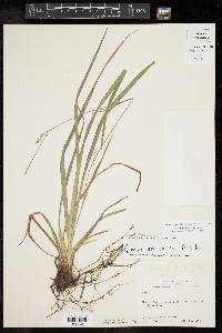 Carex striatula image