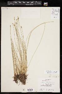 Eleocharis rostellata image