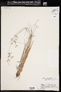 Fimbristylis annua image