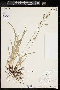 Carex oxylepis image