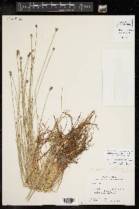 Eleocharis montevidensis image