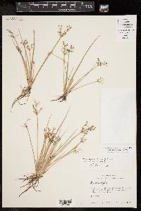 Fimbristylis littoralis image