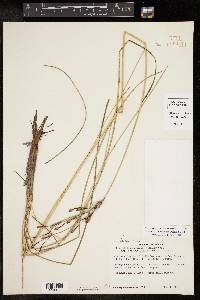 Fimbristylis castanea image