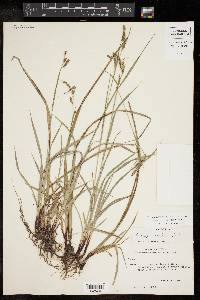 Carex oxylepis image