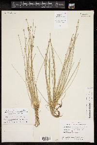 Eleocharis geniculata image