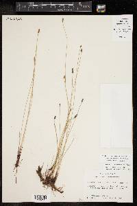 Eleocharis montevidensis image