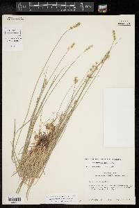 Carex retroflexa image