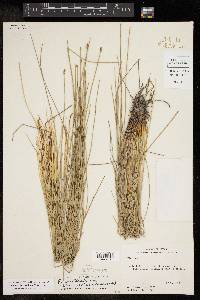 Eleocharis rostellata image