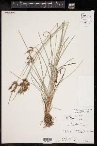 Fimbristylis tomentosa image
