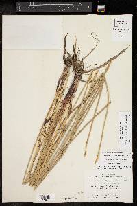 Eleocharis quadrangulata image