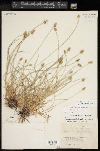 Carex leavenworthii image