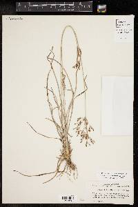 Fimbristylis dichotoma image