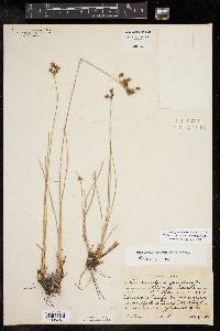 Fimbristylis puberula image