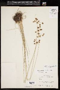 Fimbristylis puberula image