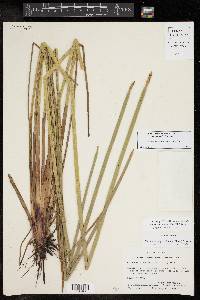 Eleocharis equisetoides image