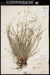 Carex planostachys image