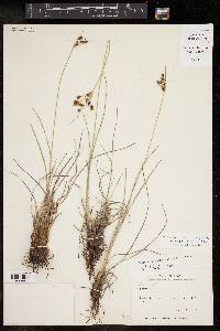 Fimbristylis puberula image