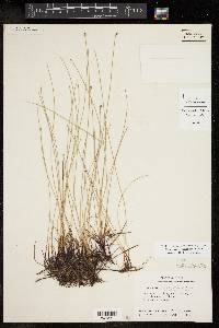 Eleocharis montevidensis image