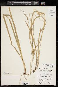 Carex lonchocarpa image