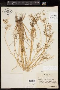 Fimbristylis littoralis image