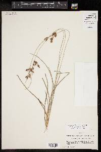 Fimbristylis tomentosa image