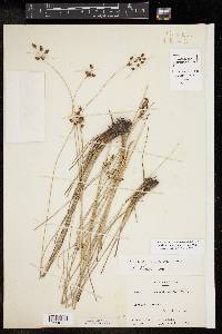 Fimbristylis puberula image