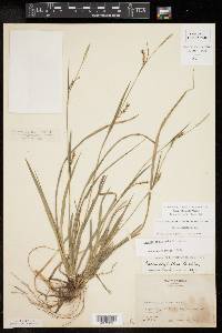 Carex striatula image