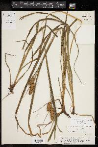 Carex typhina image