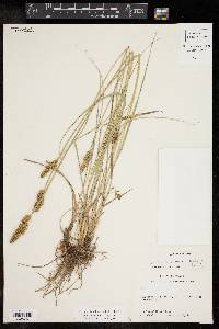 Carex reniformis image