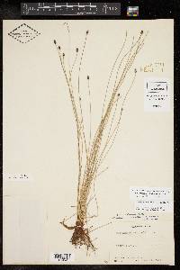 Eleocharis montevidensis image