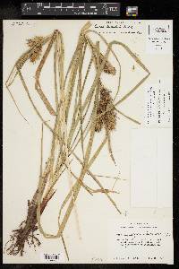 Carex lupuliformis image