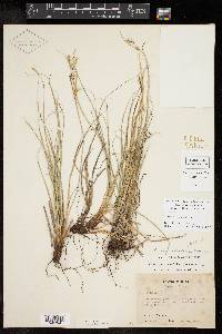 Carex schiedeana image